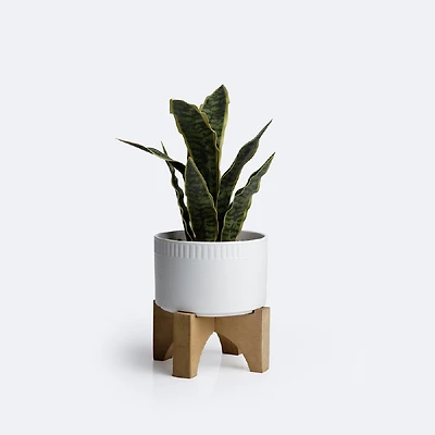 Snake Plant on Stand