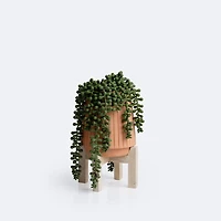 String of Pearls Plant onStand