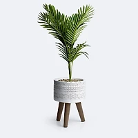 Palm Tree in Pot