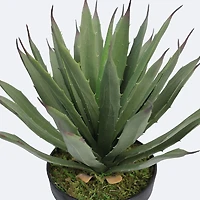 Faux Agave Plant