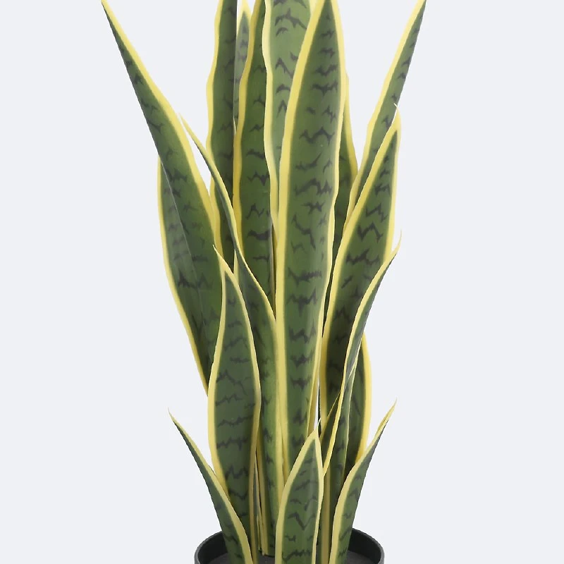 Faux Snake Plant