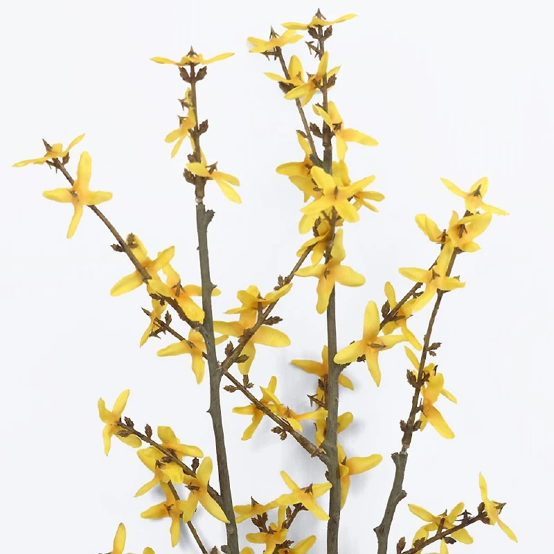Faux Forsythia Branch