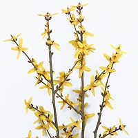Faux Forsythia Branch