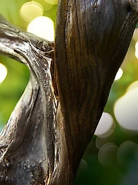 Man Wood Essence Eau de Parfum