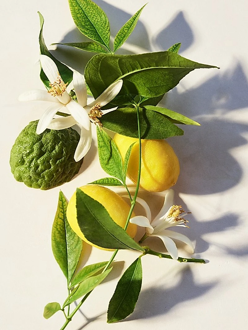 Eau Parfumée Thé Vert Eau de Toilette