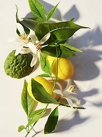 Eau Parfumée Thé Vert Eau de Toilette