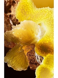 Le Gemme Tygar x Refik Anadol Eau De Parfum