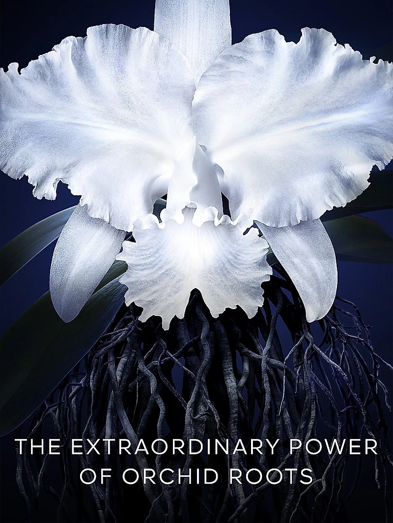 Orchidée Impériale Light Cream