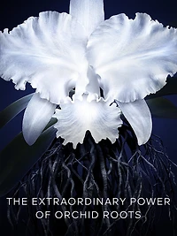 Orchidée Impériale Light Cream