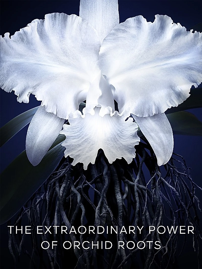 Orchidée Impériale Cream