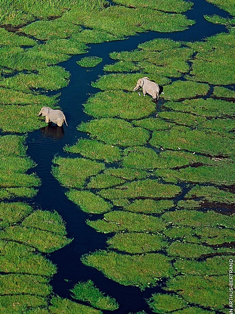 Aqua Allegoria Flora Salvaggia Eau de Toilette Refill