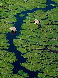 Aqua Allegoria Flora Salvaggia Eau de Toilette Refill