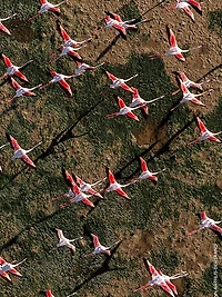 Aqua Allegoria Rosa Rossa Rose Eau De Toilette