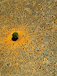 Aqua Allegoria Mandarine Basilic Eau De Toilette