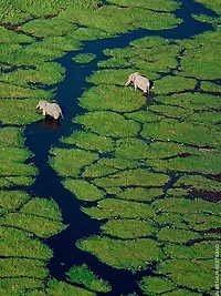 Aqua Allegoria Pera Granita Pear Eau De Toilette