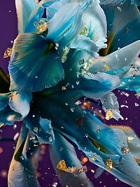 Allegra Spettacolore Eau de Parfum