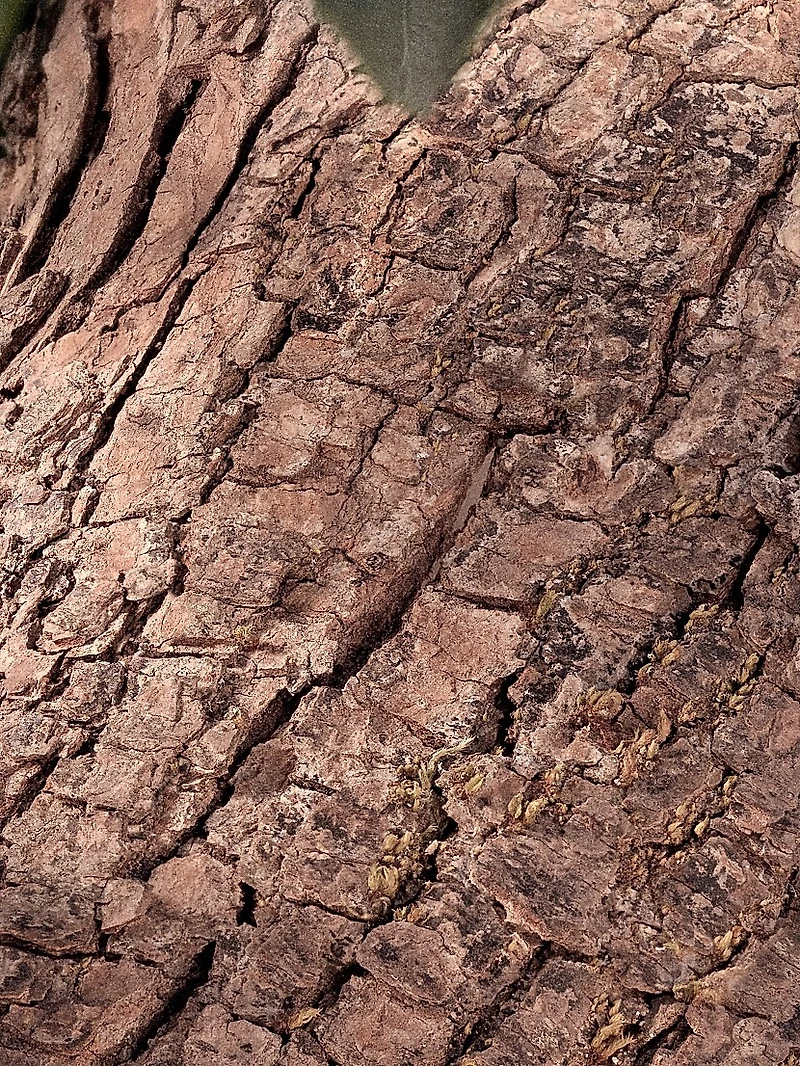 Chloé Rose Naturelle Intense Eau de Parfum