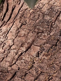 Chloé Rose Naturelle Intense Eau de Parfum