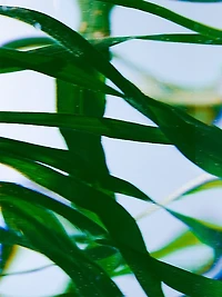 Vetyver Hand Lotion Refill