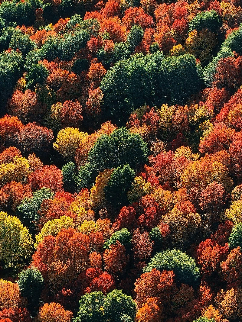 Oud Yuzu Forte Eau de Parfum