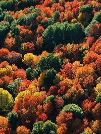 Oud Yuzu Forte Eau de Parfum