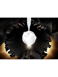 Orchidée Impériale Black The n-Fusion Lotion