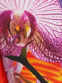 Party Orchid Floral Pants