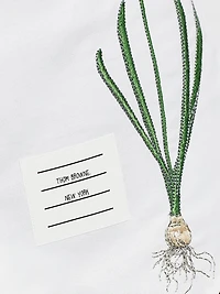 Embroidered Floral Cotton Shirt