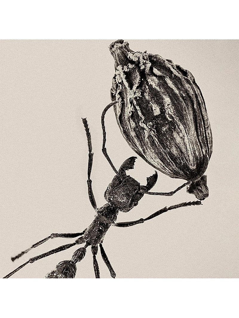 Desert Dawn Eau de Parfum