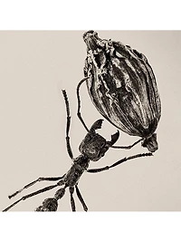 Desert Dawn Eau de Parfum