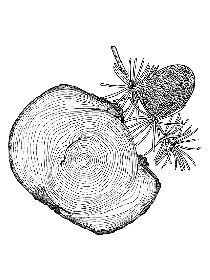 Decision Eau de Parfum