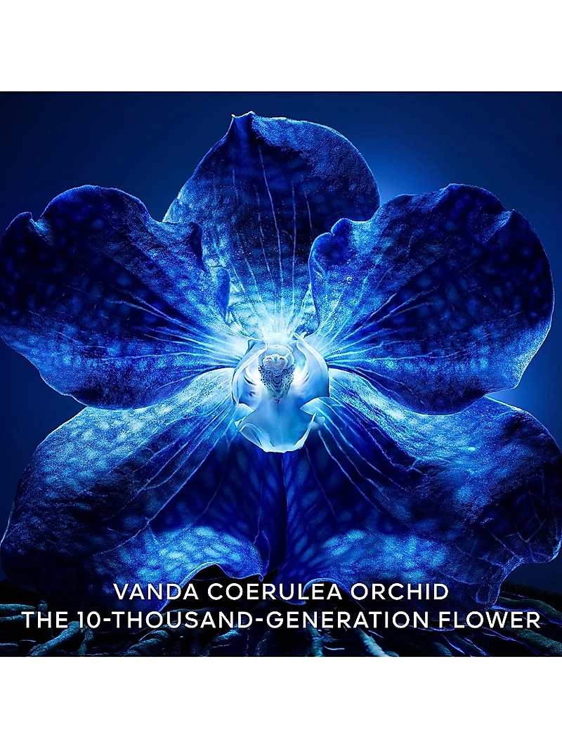 Orchidée Impériale The Longevity Rich Cream