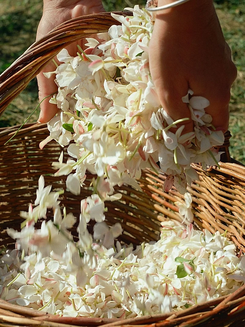 Signatures Of The Sun Gelsomino A Freddo Eau de Parfum