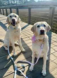 Blue Hydrangea Dog Leash