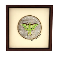 Amber Waboose Quilled Lunar Moth Artwork