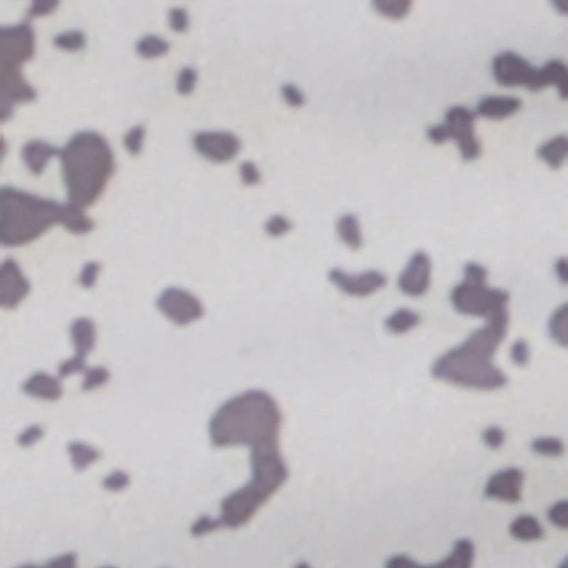 Baby Boys 0-9M Living Legend Bear Tee and Shorts