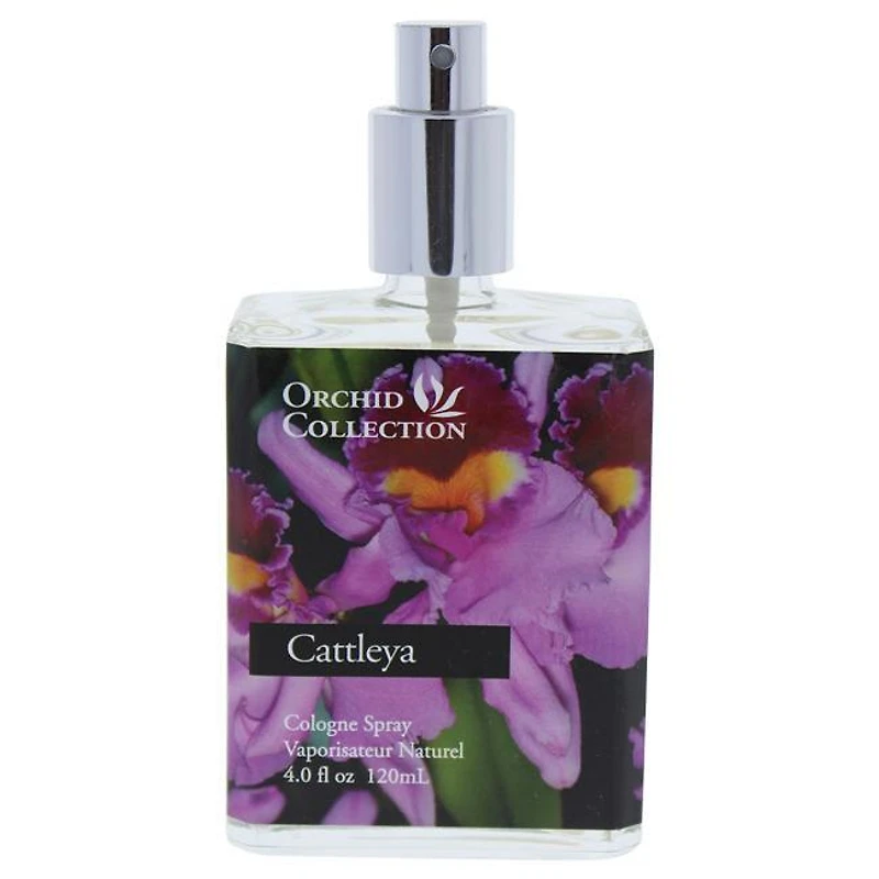 Cattleya Orchid