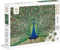 Blue peacock 1000pc