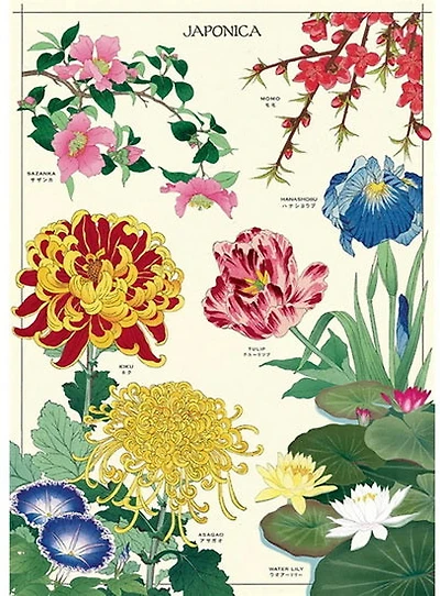 Affiche 20x28po japonica