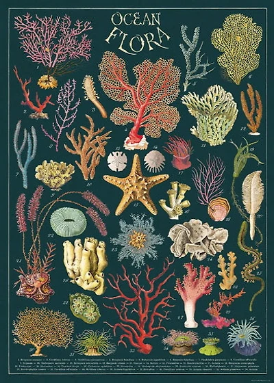 Affiche 20x28po flore océanique