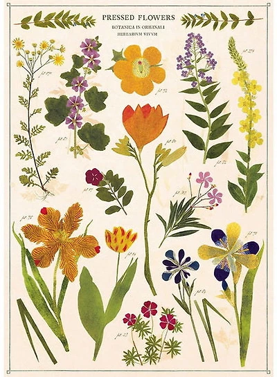 Affiche 20x28po fleurs séchées