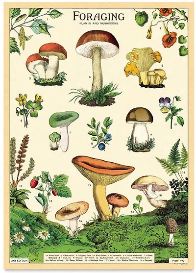 Affiche 20x28po champignons