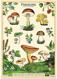 Affiche  20x28po  champignons