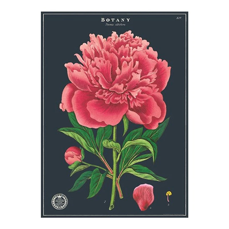 Botanical Studies Poster - 20x28in