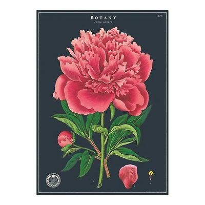 Vintage Poster 20X28" Botany Study