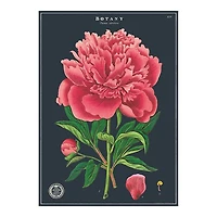 Botanical Studies Poster - 20x28in