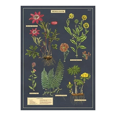 Affiche 20x28po herbarium
