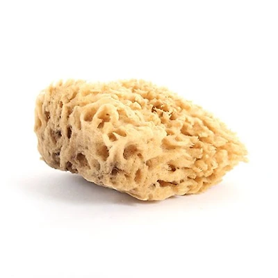 Éponge de mer extra-large