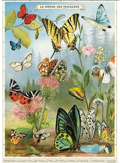 Papier décoratif - Papillons 20X28po