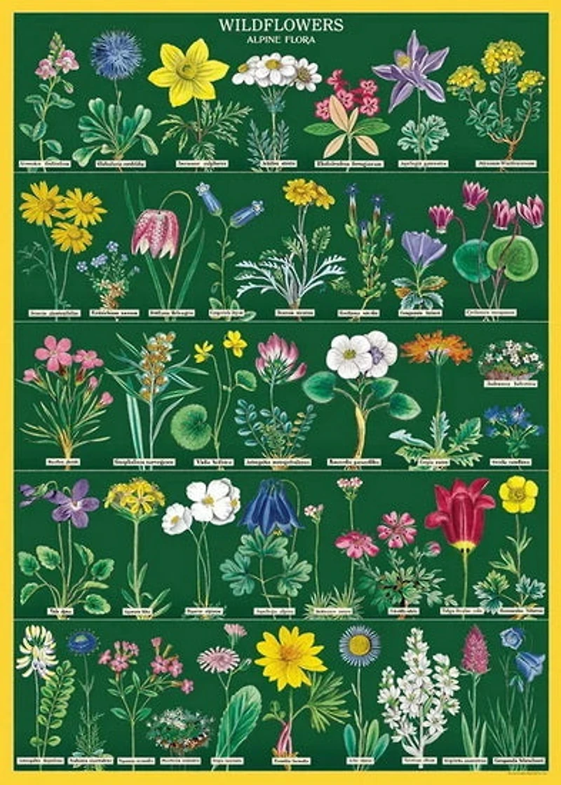 Papier décoratif - Fleurs sauvages 2 20X28po